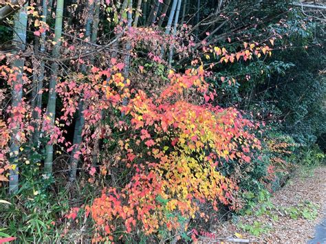 紅葉 風水